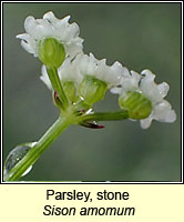 Parsley, stone, Sison amomum