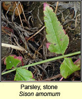 Parsley, stone, Sison amomum