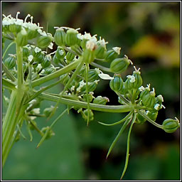 Fool's Parsley, Aethusa cynapium