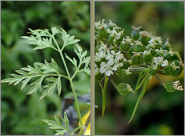 Fool's Parsley, Aethusa cynapium