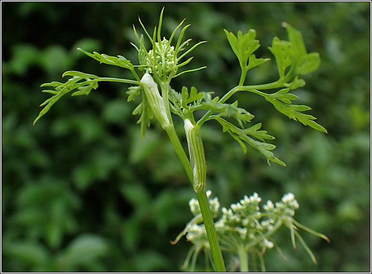 Fool's Parsley, Aethusa cynapium