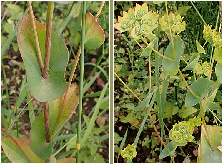 False Thorow-wax, Bupleurum subovatum