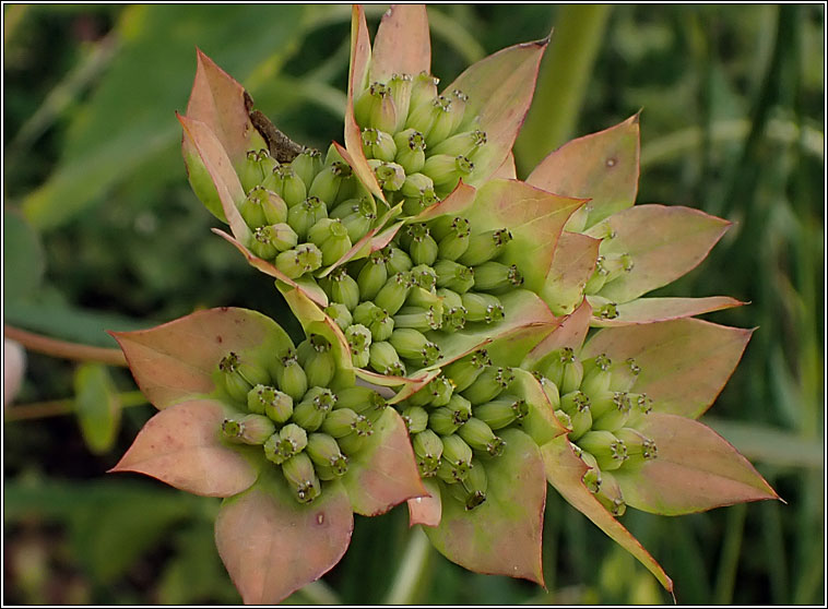 False Thorow-wax, Bupleurum subovatum