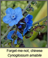 Forget-me-not, chinese, Cynoglossum amabile