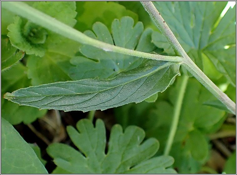 Square-stalked Willowherb, Epilobium tetragonum