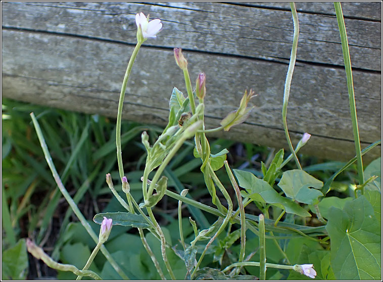 Square-stalked Willowherb, Epilobium tetragonum