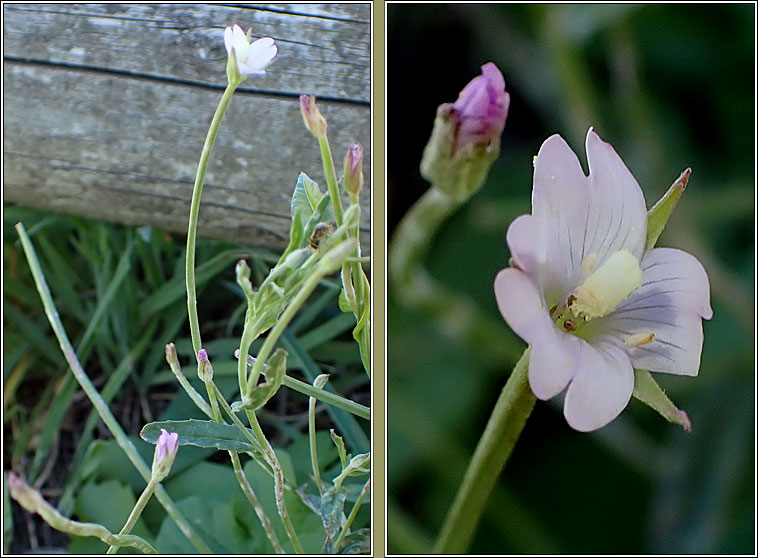 Square-stalked Willowherb, Epilobium tetragonum