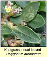 Knotgrass, equal-leaved, Polygonum arenastrum