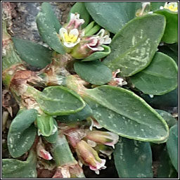 Equal-leaved Knotgrass, Polygonum arenastrum