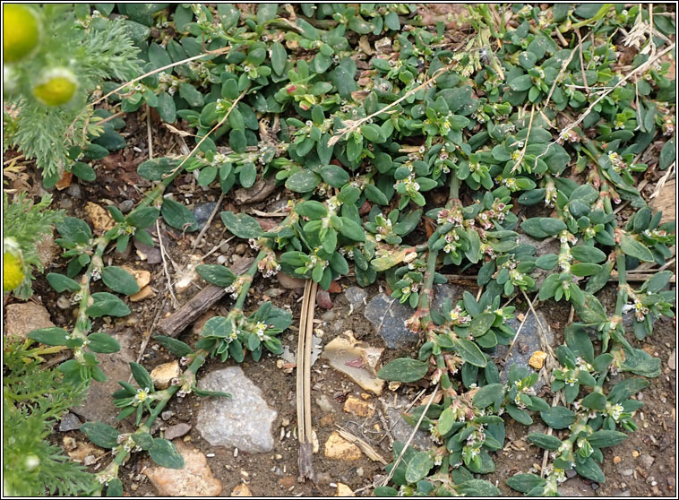 Equal-leaved Knotgrass, Polygonum arenastrum