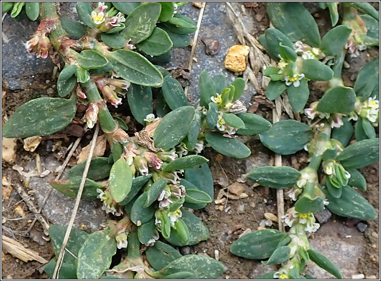 Equal-leaved Knotgrass, Polygonum arenastrum