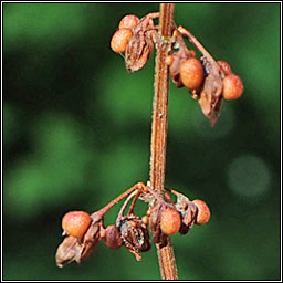 Wood Dock, Rumex sanguineus