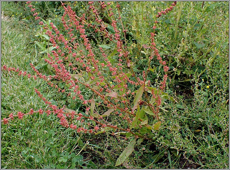 Wood Dock, Rumex sanguineus