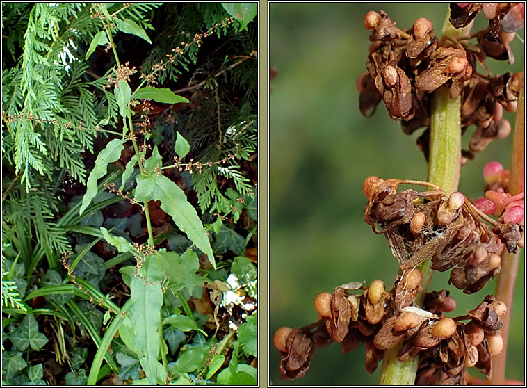 Wood Dock, Rumex sanguineus