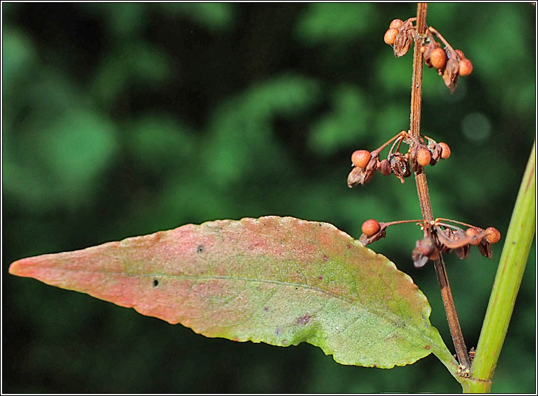 Wood Dock, Rumex sanguineus