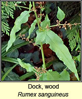 Dock, wood, Rumex sanguineus