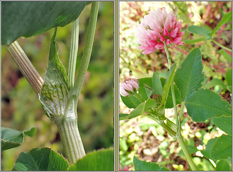 Alsike Clover, Trifolium hybridum