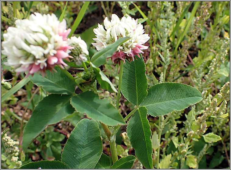 Alsike Clover, Trifolium hybridum