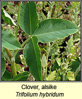 Clover, alsike, Trifolium hybridum