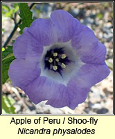 Apple of Peru / Shoo-fly, Nicandra physaloides