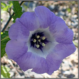 Apple of Peru / Shoo-fly, Nicandra physalodes