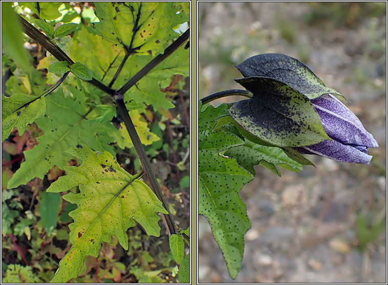 Apple of Peru / Shoo-fly, Nicandra physalodes