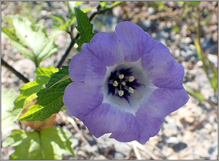 Apple of Peru / Shoo-fly, Nicandra physalodes