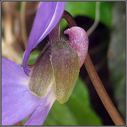 Hairy Violet, Viola hirta