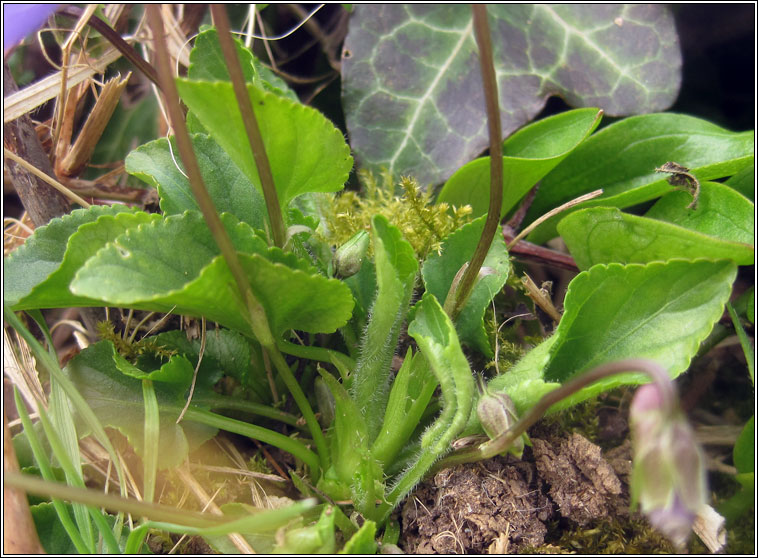 Hairy Violet, Viola hirta