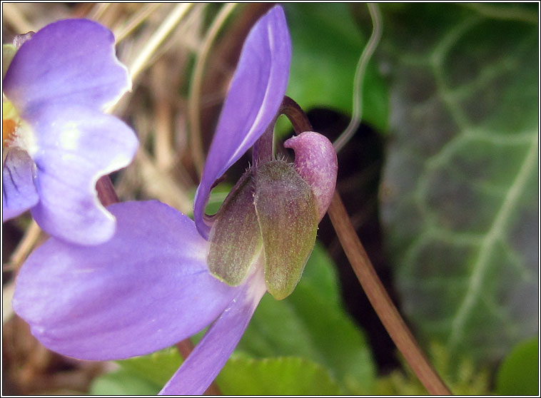 Hairy Violet, Viola hirta