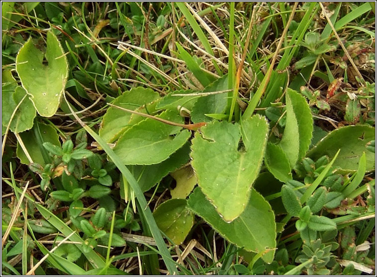 Hairy Violet, Viola hirta