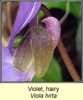Violet, Hairy, Viola hirta
