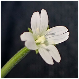 Pale Willowherb, Epilobium roseum