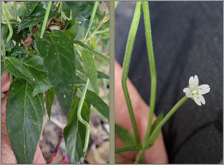 Pale Willowherb, Epilobium roseum