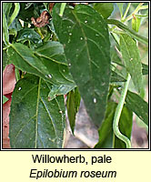 Willowherb, pale, Epilobium roseum