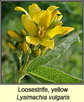 Loosestrife, yellow, Lysimachia vulgaris