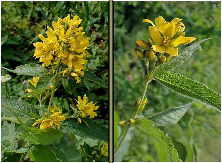 Yellow Loosestrife, Lysimachia vulgaris