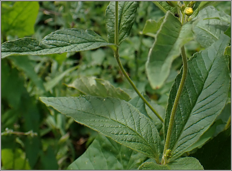 Yellow Loosestrife, Lysimachia vulgaris