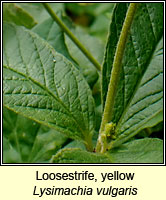 Loosestrife, yellow, Lysimachia vulgaris