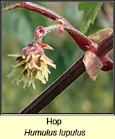 Hop, Humulus lupulus