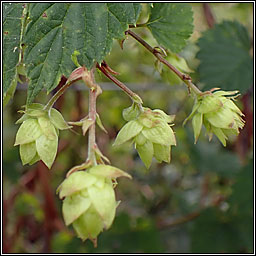 Hop, Humulus lupulus