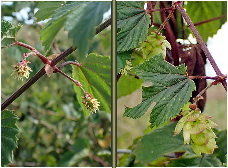 Hop, Humulus lupulus