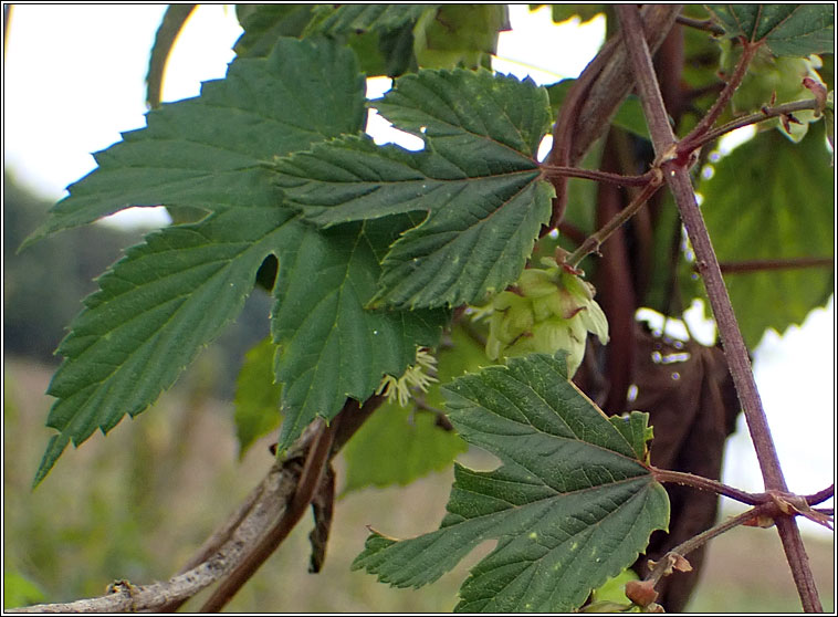 Hop, Humulus lupulus