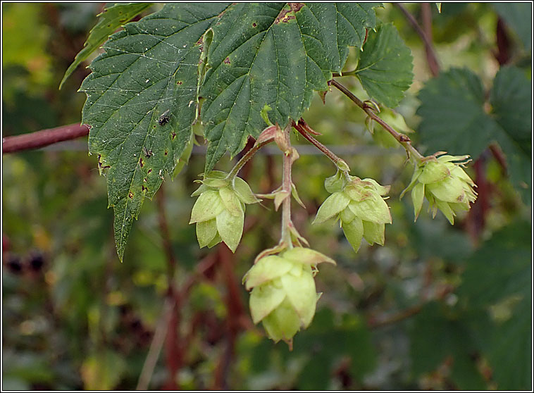 Hop, Humulus lupulus