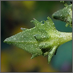 Spear-leaved Orache, Atriplex prostrata