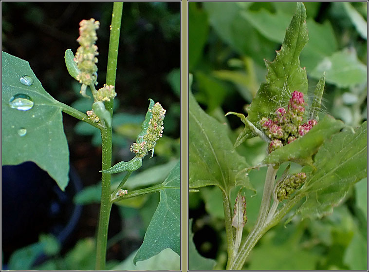 Spear-leaved Orache, Atriplex prostrata