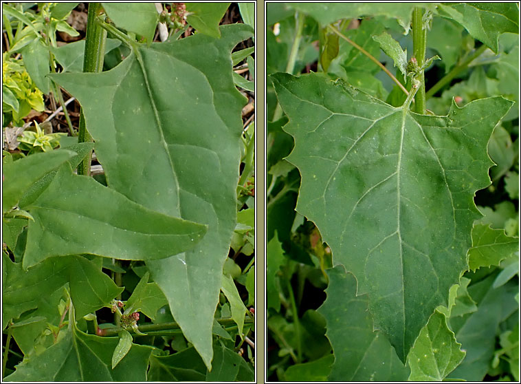 Spear-leaved Orache, Atriplex prostrata