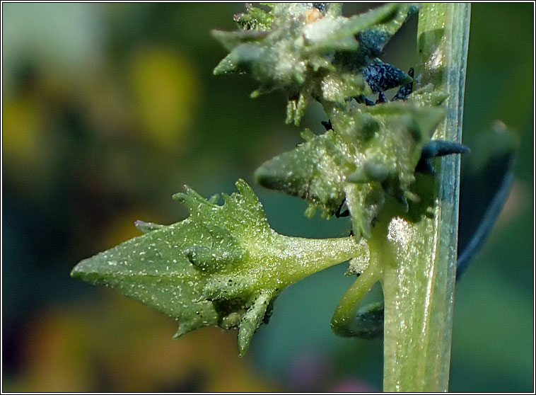 Spear-leaved Orache, Atriplex prostrata