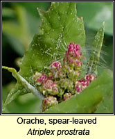 Orache, spear-leaved, Atriplex prostrata