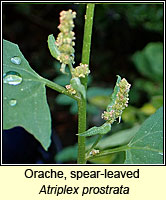 Orache, spear-leaved, Atriplex prostrata